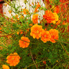 150 ORANGE SULPHUR COSMOS Klondike Sulphureus Seeds