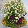1000 GERMAN CHAMOMILE Matricaria Recutita Chamomilla Herb Flower Seeds
