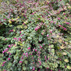 25 CORALBERRY Shrub Flower Pink Indian Currant Symphoricarpos Orbiculatus Seeds