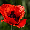 100 RED TURKISH POPPY Heirloom Papaver Somniferum Flower Seeds