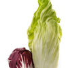 250 SUGAR LOAF ENDIVE Radicchio Escarole Cichorium Intybus Green Vegetable Seeds