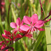 100 Pink GAURA WHIRLING BUTTERFLIES Gaura Biennis Flower Seeds