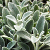 100 Wolly LAMBS EAR Stachys Byzantina Silvery Fuzzy Leaves Purple Flower Seeds