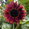 Orange Evening Colors Sunflower Seeds – Helianthus Annuus Flower – photo 3