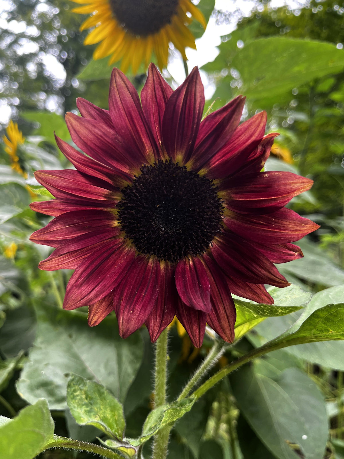 Orange Evening Colors Sunflower Seeds – Helianthus Annuus Flower – photo 3