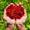 Red Wax Currant Seeds – Edible Fruit Berries Pink Flowers Shrub Ribes Cereum – photo 2