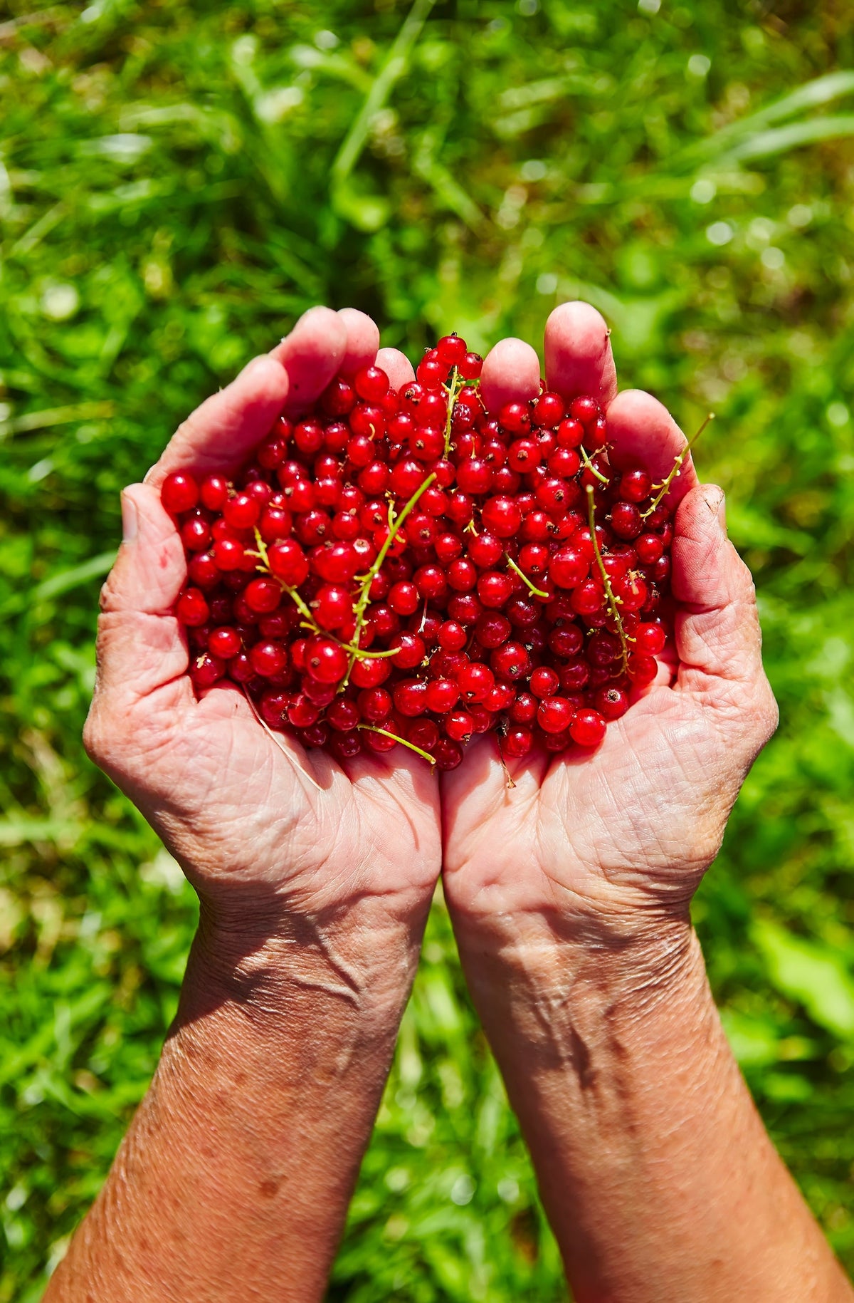 Red Wax Currant Seeds – Edible Fruit Berries Pink Flowers Shrub Ribes Cereum – photo 2
