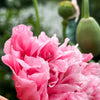 Bombast Rose Peony Poppy Seeds – Papaver Peoniflorum Flower – photo 3