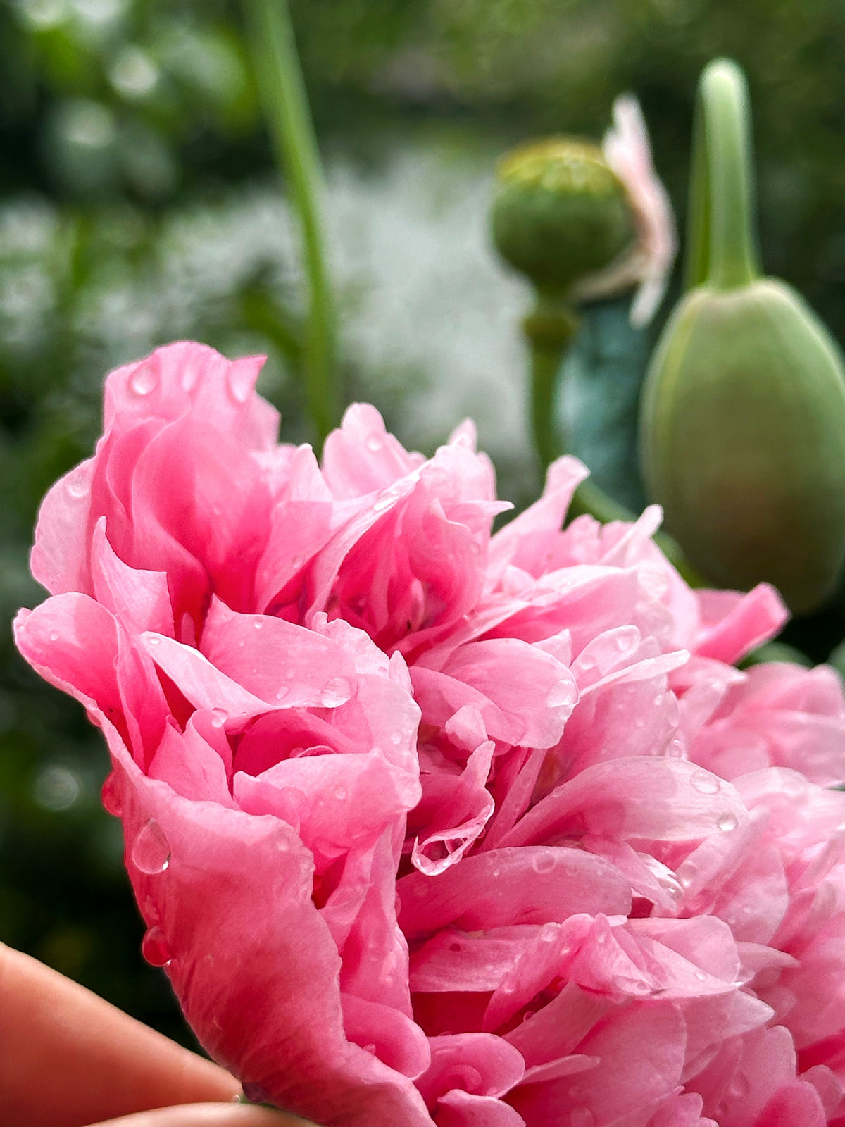 Bombast Rose Peony Poppy Seeds – Papaver Peoniflorum Flower – photo 3