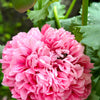 Bombast Rose Peony Poppy Seeds – Papaver Peoniflorum Flower – photo 2