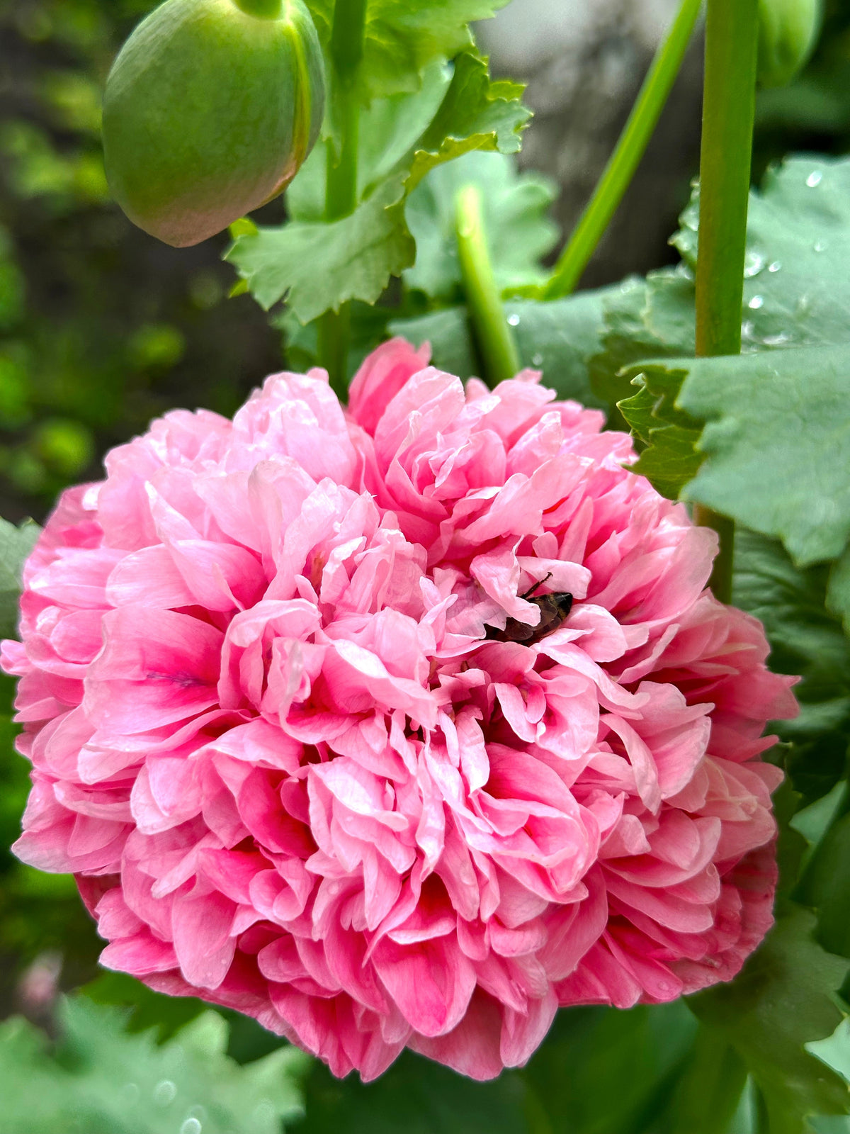 Bombast Rose Peony Poppy Seeds – Papaver Peoniflorum Flower – photo 2