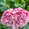 Bombast Rose Peony Poppy Seeds – Papaver Peoniflorum Flower – photo 6