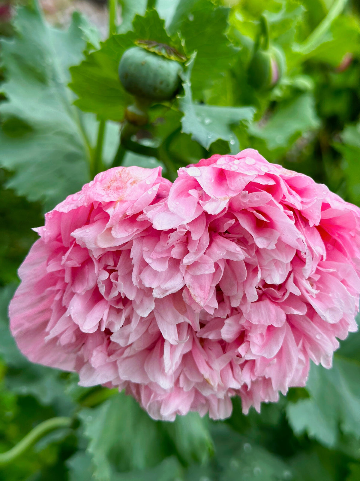 Bombast Rose Peony Poppy Seeds – Papaver Peoniflorum Flower – photo 6