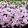 Cottage Pinks Seeds – (Garden, Laced, or Feathered Pink) Dianthus Plumarius Flower – photo 9