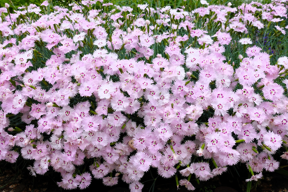 Cottage Pinks Seeds – (Garden, Laced, or Feathered Pink) Dianthus Plumarius Flower – photo 9
