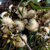 25 RED FOREST GUM Tree Eucalyptus Tereticornis Blue Grey Mountain Flower Seeds
