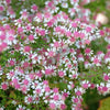 100 LADY In BLACK Calico ASTER Aster Lateriflorus Flower Seeds