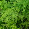 125 ASPARAGUS UC72 Officinallis Mary's Granddaughter Vegetable Seeds
