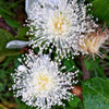 20 GUAVA FRUIT Tree Shrub Psidium Guajava White Flowers Fruit Seeds