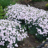 Cottage Pinks Seeds – (Garden, Laced, or Feathered Pink) Dianthus Plumarius Flower – photo 5