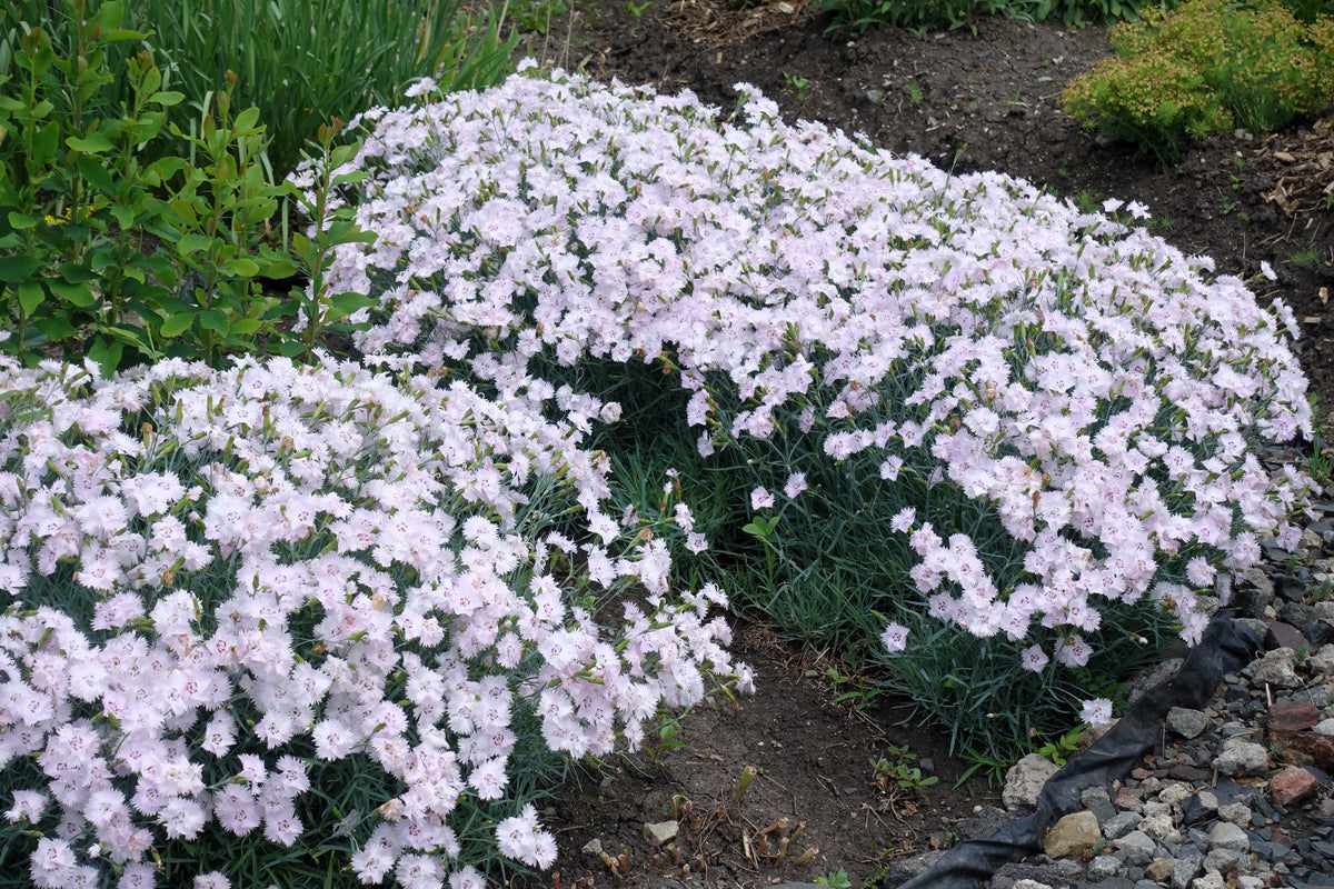Cottage Pinks Seeds – (Garden, Laced, or Feathered Pink) Dianthus Plumarius Flower – photo 5
