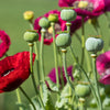 1000 PEPPERBOX POPPY MIX Papaver Somniferum Mixed Colors Red Violet Flower Seeds
