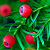 10 ENGLISH YEW Taxus Baccata Tree Shrub Conifer Sun or Shade Red Ornamental Berry Seeds