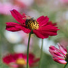 300 RED COSMOS DAZZLER Cosmos Bipinnatus Flower Seeds