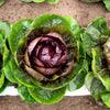 100 ROSSA Di VERONA RADICCHIO / Endive Italian Cichorium Intybus Vegetable Seeds