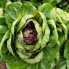 100 ROSSA Di VERONA RADICCHIO / Endive Italian Cichorium Intybus Vegetable Seeds
