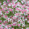 100 LADY In BLACK Calico ASTER Aster Lateriflorus Flower Seeds