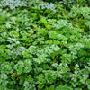 1500 FLAT LEAF PARSLEY Seeds Petroselinum Crispum Plain Single Italian Parsley Seeds