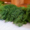 300 SWEET FLORENCE FENNEL Foeniculum Vulgare Azoricum Herb Vegetable Flower Seeds