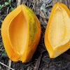 10 DWARF WAIMANALO PAPAYA Solo Hawaiian Carica Fruit Tree Houseplant Seeds