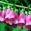 1000 PINK FOXGLOVE Digiitalis Purpurea Flower Seeds