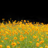 300 YELLOW SULPHUR COSMOS Bipinnatus Flower Seeds