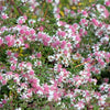 100 LADY In BLACK Calico ASTER Aster Lateriflorus Flower Seeds