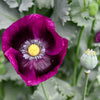 1000 PEPPERBOX POPPY MIX Papaver Somniferum Mixed Colors Red Violet Flower Seeds