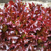 3000 Leaf Lettuce RED SALAD BOWL Lactuca Sativa Vegetable Seeds
