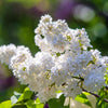 20 WHITE TREE LILAC Hummingbird Flower Fragrant Peking Syringa Pekinensis Seeds