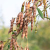 30 PIGEON PEA Dhal Gungo Puerto Rico Bean Cajanus Cajan Vegetable Seeds