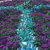 50 Blue MARINE HELIOTROPE Heliotropium Arborescens Flower Seeds