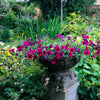 Mixed Laura Bush Petunia Seeds – Violacea Integrifolia Pink Purple Trumpet Flower – photo 2