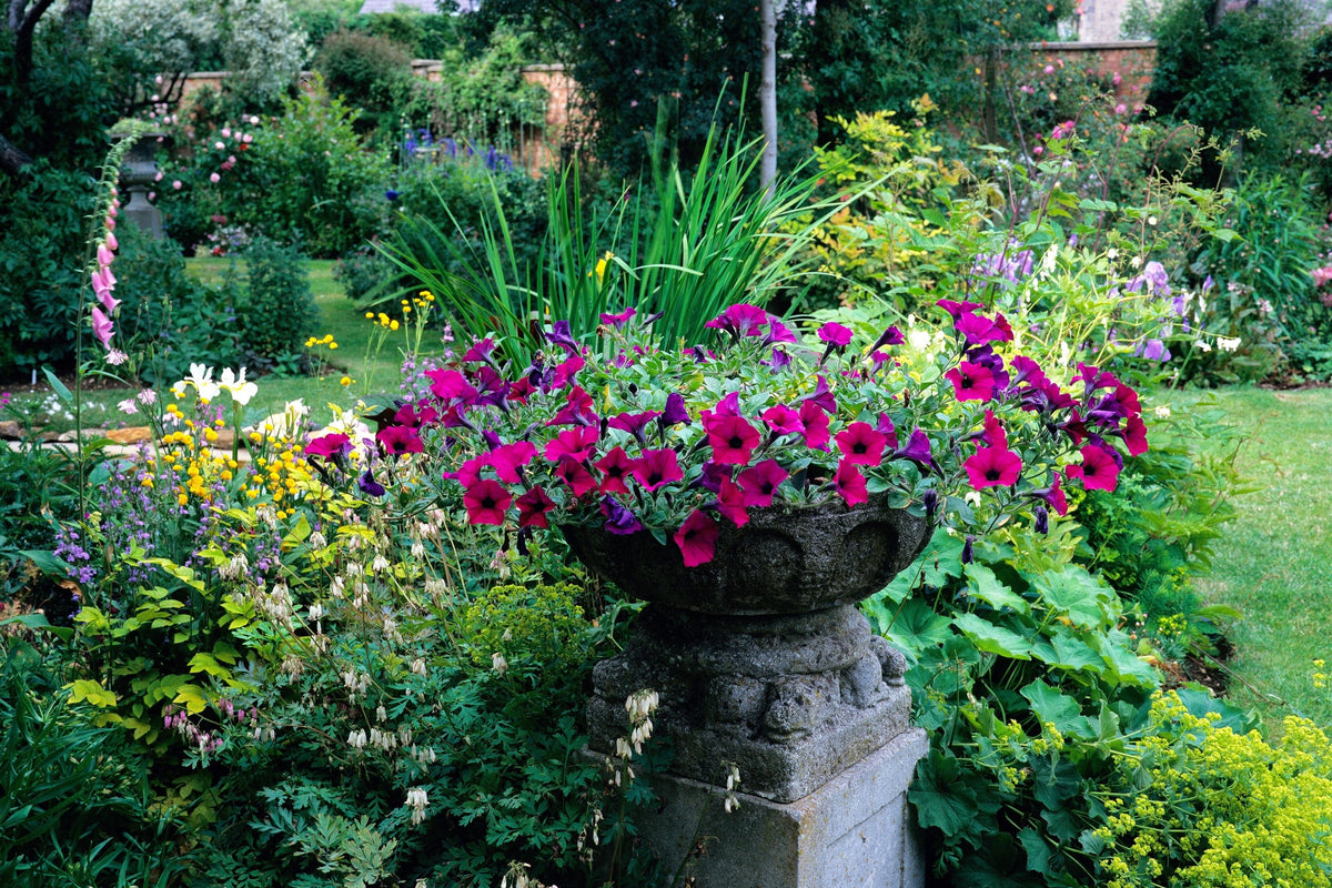 Mixed Laura Bush Petunia Seeds – Violacea Integrifolia Pink Purple Trumpet Flower – photo 2