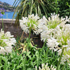25 WHITE LILY of the NILE Agapanthus Orientalis African Lily Flower Seeds