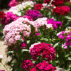 Mixed Colors Sweet William Dianthus Barbatus Color Mix Red White Pink Bicolor Flower Seeds – photo 9
