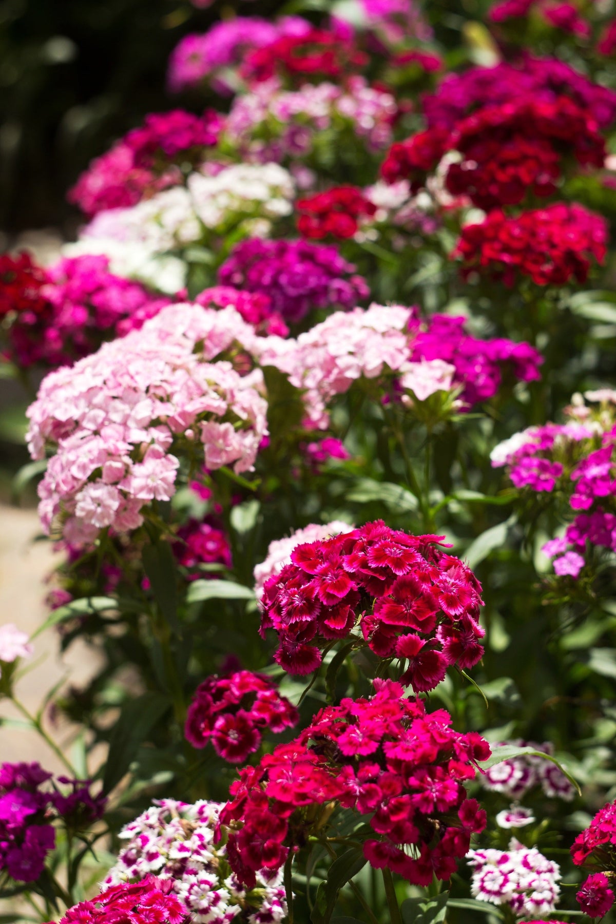 Mixed Colors Sweet William Dianthus Barbatus Color Mix Red White Pink Bicolor Flower Seeds – photo 9