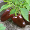 Chocolate Beauty Bell Pepper Seeds (Capsicum annuum)