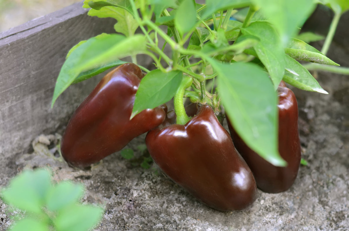 Chocolate Beauty Bell Pepper Seeds (Capsicum annuum)