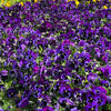 50 DEEP BLUE Blotch PANSY Swiss Giant Viola Wittrockiana Ullswater Flower Seeds